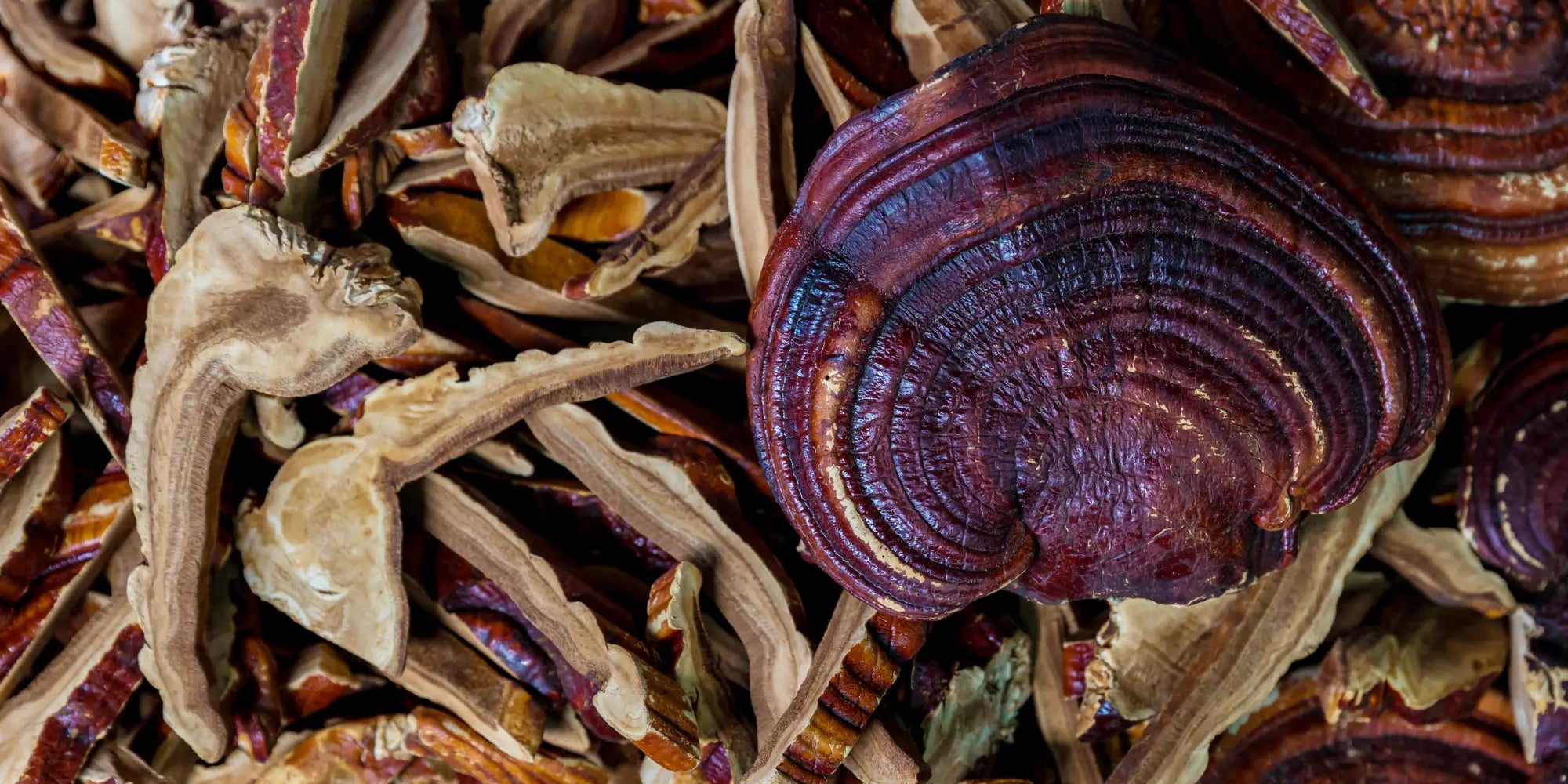 What You Need to Know About Functional Mushroom Active Compounds and Beta Glucans