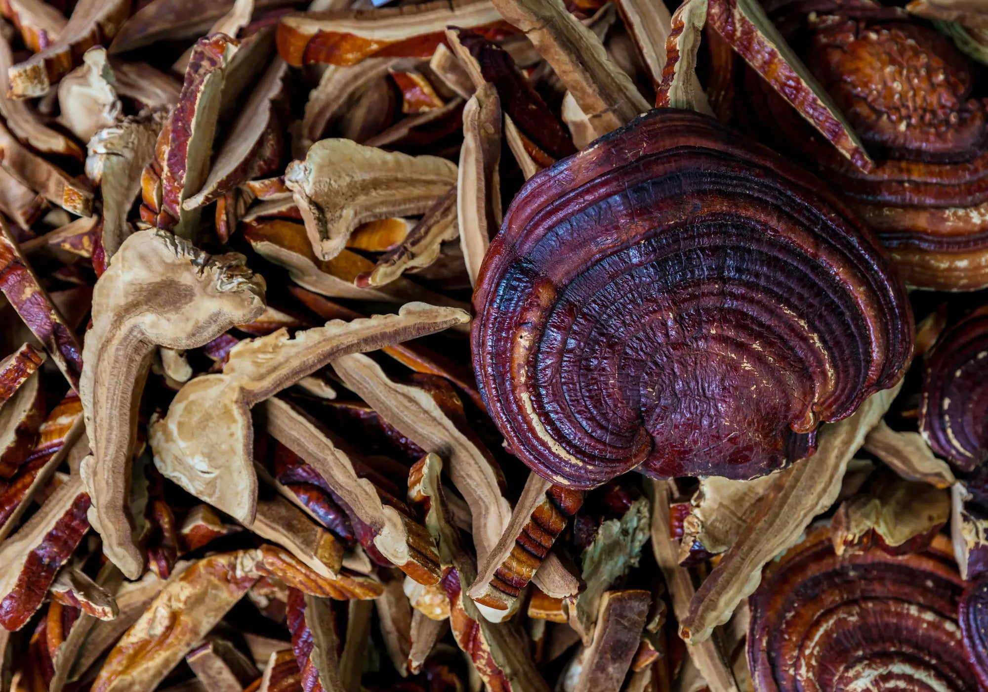 What You Need to Know About Functional Mushroom Active Compounds and Beta Glucans