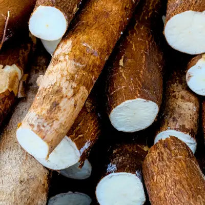 Brown cassava roots with white, starchy interiors.