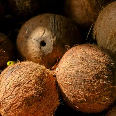 Brown, fibrous-coated coconuts with one featuring a drilled hole.
