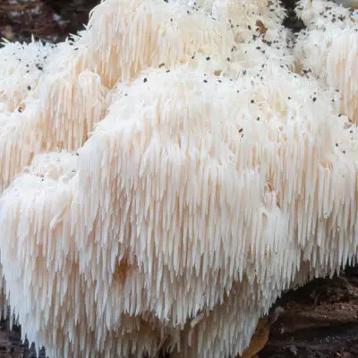 A dense, creamy-white fungal growth with sharp, tooth-like spines and scattered dark specks.