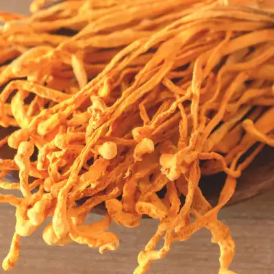 Golden-yellow, slender, thread-like cordyceps sinensis mushrooms with delicate, slightly bulbous tips.