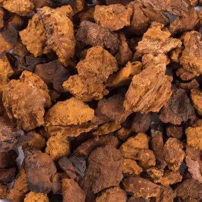 Irregularly shaped, earthy-toned chunks of chaga mushroom.