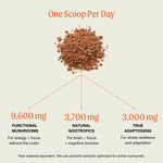 The Ritual Mushroom Cacao