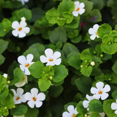 White flowers with delicate petals and yellow centers, nestled among lush green leaves.